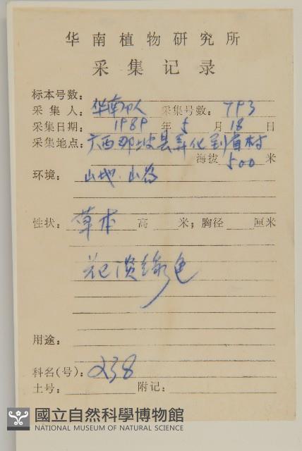 日本假蓬藏品圖，第2張