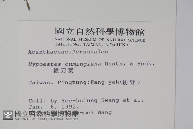 槍刀菜藏品圖，第2張