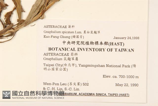 裏白鼠麴草藏品圖，第2張