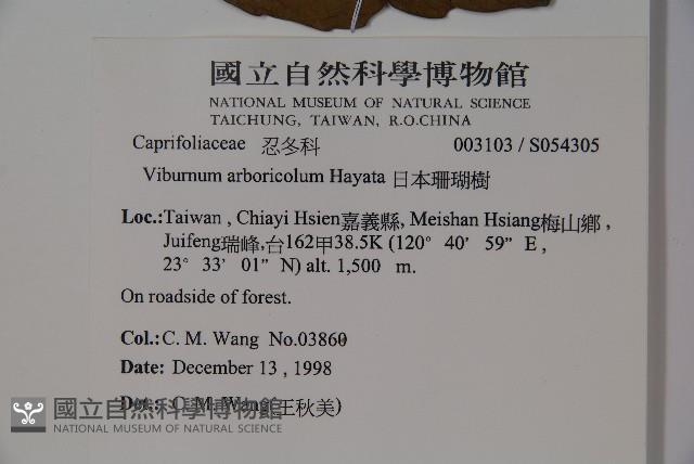 著生珊瑚樹藏品圖，第2張