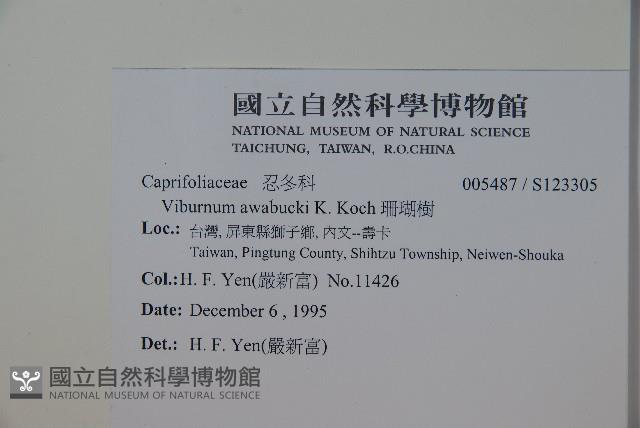 珊瑚樹藏品圖，第2張