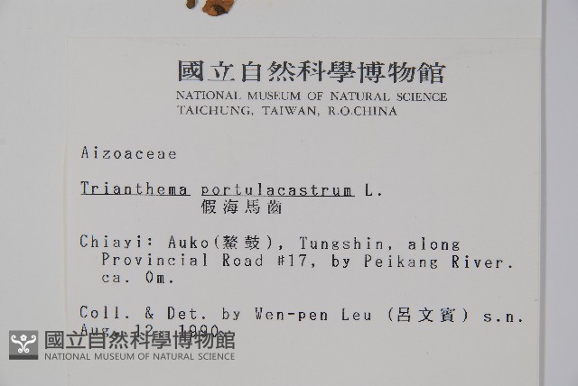 假海馬齒藏品圖，第2張