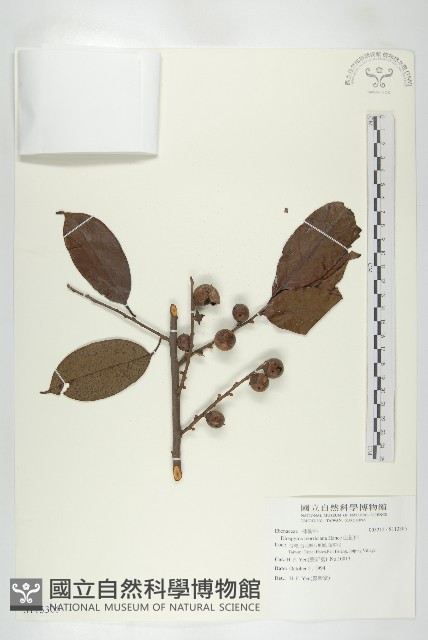 山紅柿藏品圖，第1張
