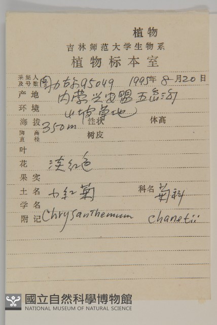小紅菊藏品圖，第2張