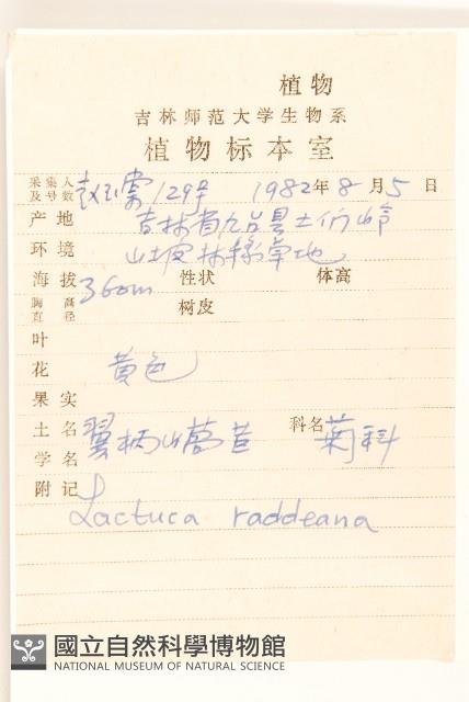 毛脈山蒿苣藏品圖，第2張