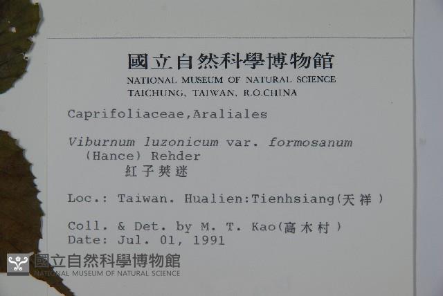 紅子莢迷藏品圖，第2張