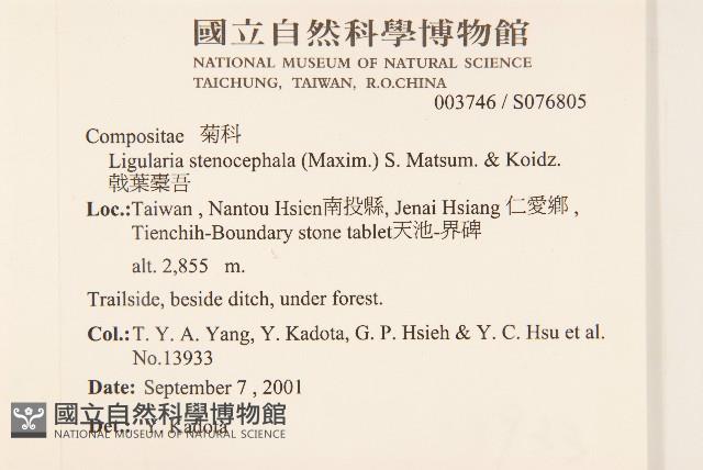戟葉橐吾藏品圖，第2張