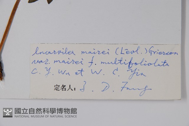 多小葉雞肉參藏品圖，第2張
