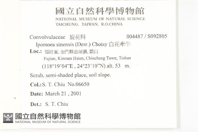 白花牽牛藏品圖，第2張
