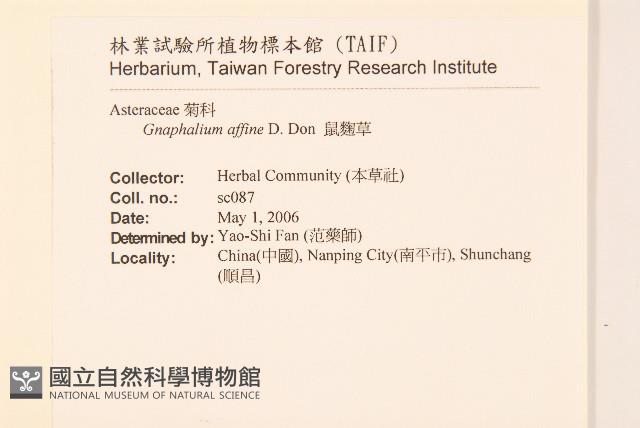 鼠麴草藏品圖，第2張