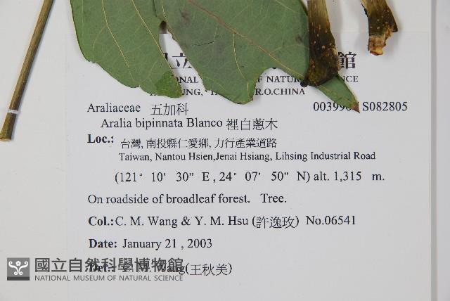 裡白蔥木藏品圖，第2張