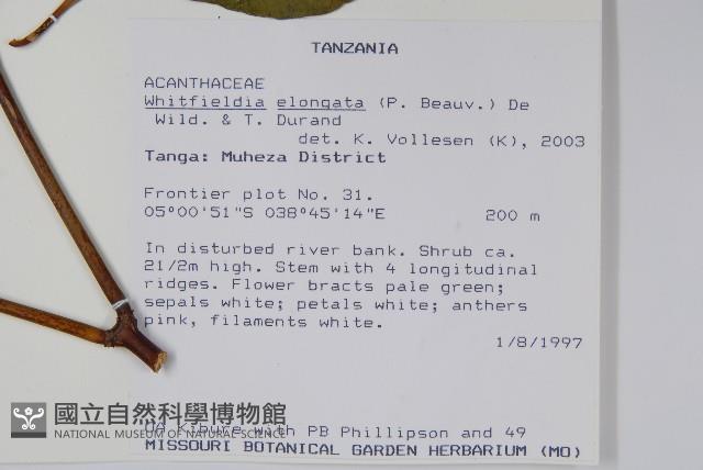 白燭蘆莉藏品圖，第2張