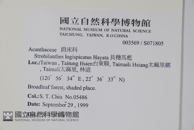 長穗馬藍藏品圖，第2張