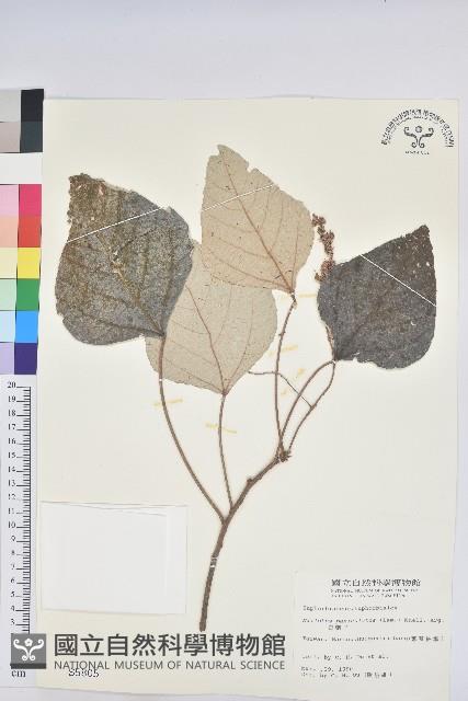 白匏子藏品圖，第1張