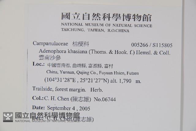 雲南沙參藏品圖，第2張