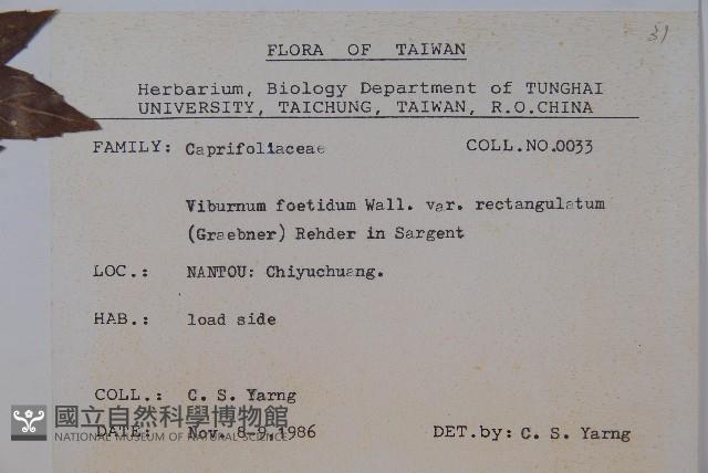 狹葉莢迷藏品圖，第2張