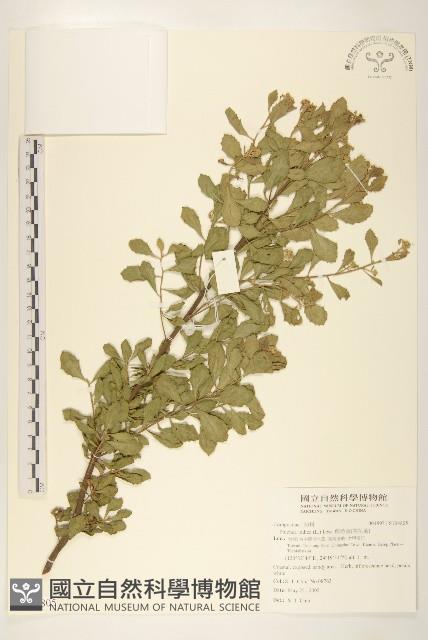 鯽魚膽、闊苞菊藏品圖，第1張