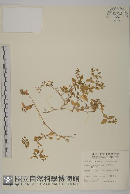 鵝兒腸藏品圖，第1張