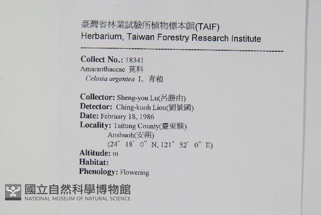 青葙藏品圖，第2張