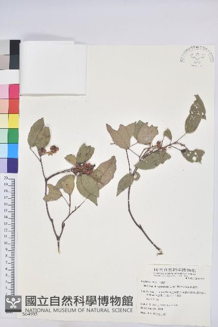 粗糠柴藏品圖，第1張