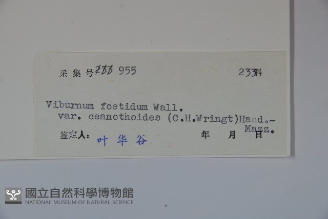 珍珠莢迷藏品圖，第2張
