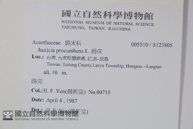 爵床藏品圖，第2張