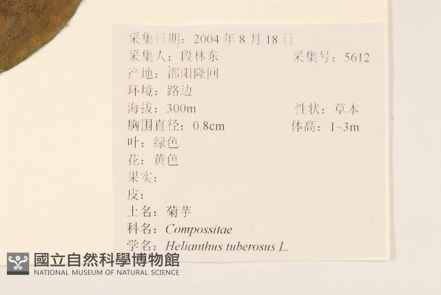 塊根向日葵藏品圖，第2張