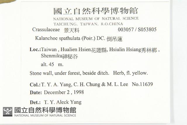 倒吊蓮、匙葉燈籠草藏品圖，第5張