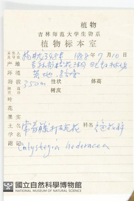 打碗花藏品圖，第2張