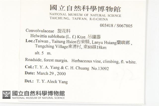 吊鐘藤藏品圖，第2張