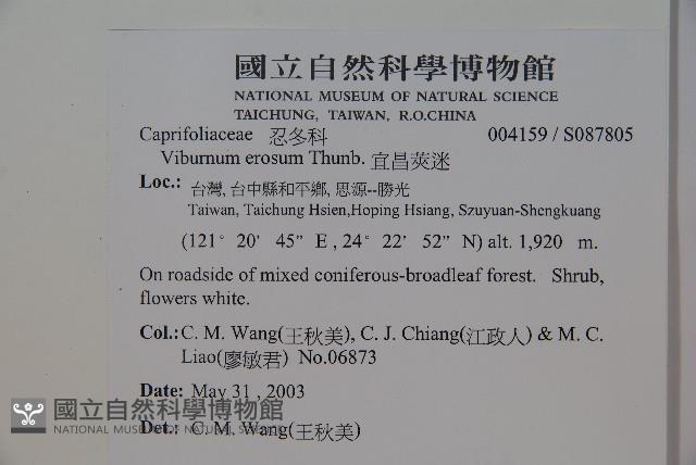 松田氏莢迷、宜昌莢迷藏品圖，第2張