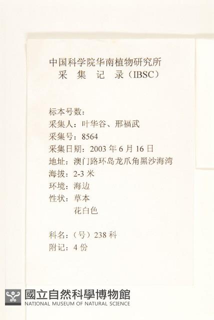 光梗闊苞菊藏品圖，第2張