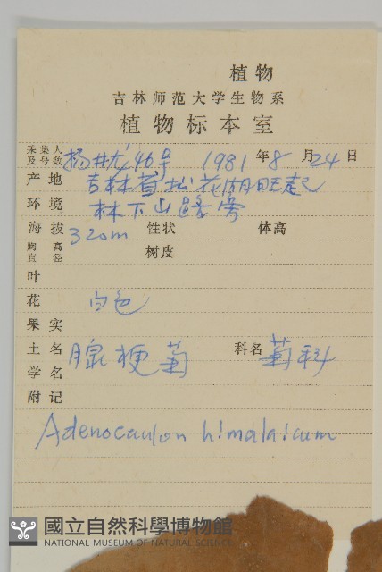 腺梗菜藏品圖，第2張