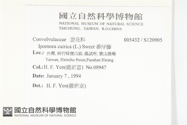 番仔藤藏品圖，第2張