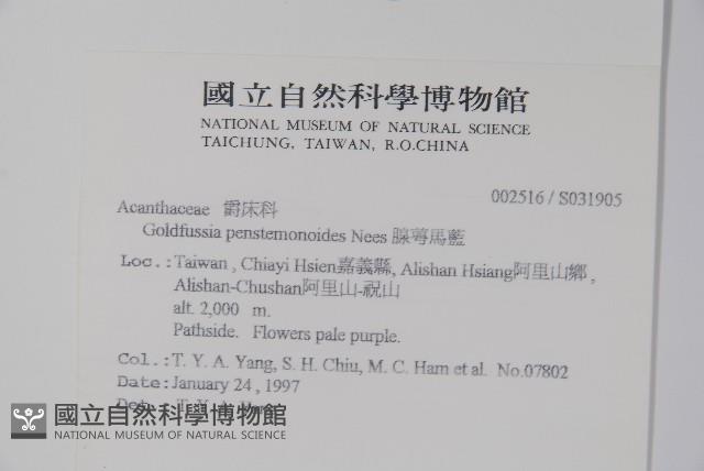 曲莖馬藍藏品圖，第2張