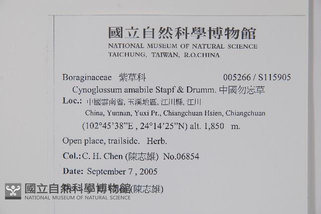 中國勿忘草藏品圖，第2張