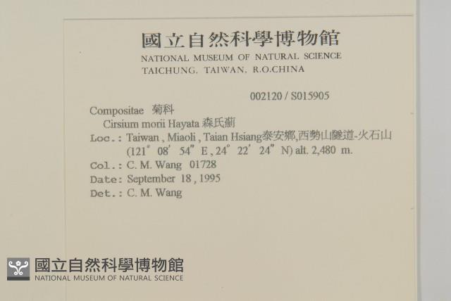 玉山薊藏品圖，第2張