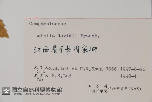 江南山梗菜藏品圖，第2張