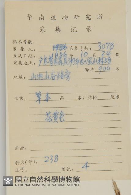 大頭艾納香藏品圖，第2張