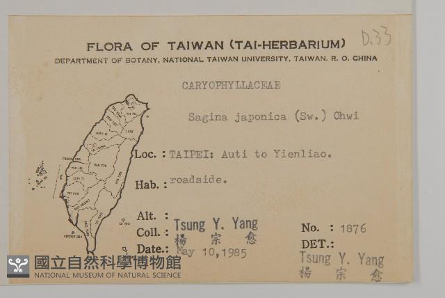 瓜槌草、漆姑草藏品圖，第2張