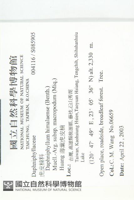 薄葉虎皮楠藏品圖，第2張