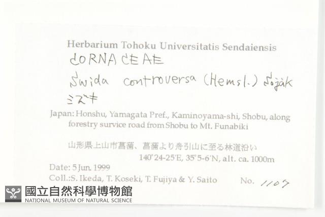 燈台樹藏品圖，第2張