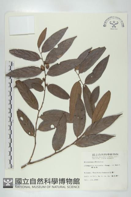 軟毛柿藏品圖，第1張