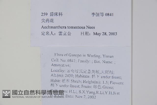 尖藥花藏品圖，第2張