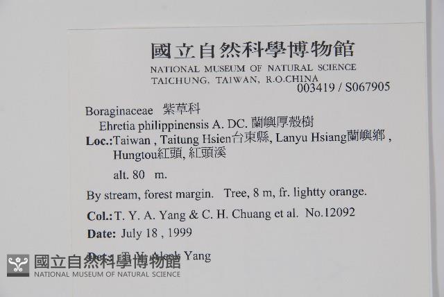 蘭嶼厚殼樹藏品圖，第2張