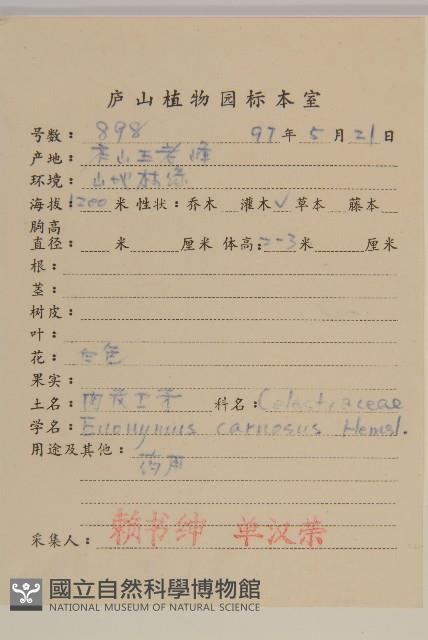 厚葉衛矛, 源一木藏品圖，第2張