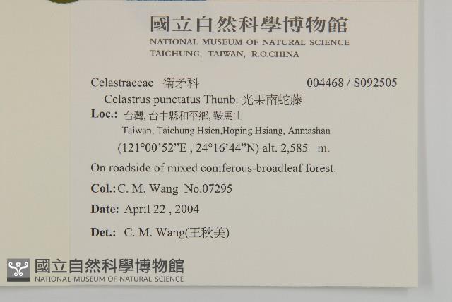 光果南蛇藤藏品圖，第2張