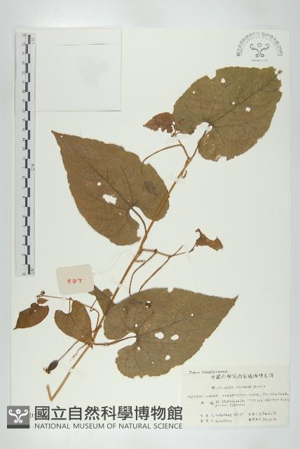 斑花青牛膽藏品圖，第1張