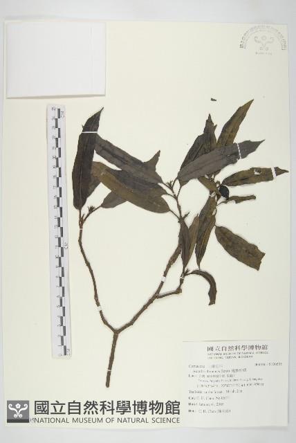 桃葉珊瑚藏品圖，第1張