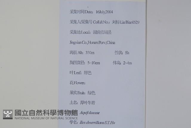 厚葉冬青藏品圖，第2張